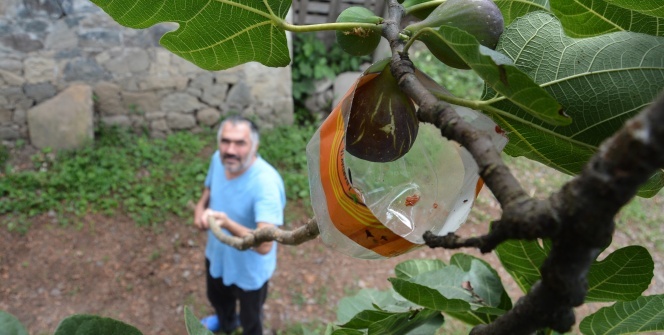 İncir toplamada Karadeniz zekası konuştu