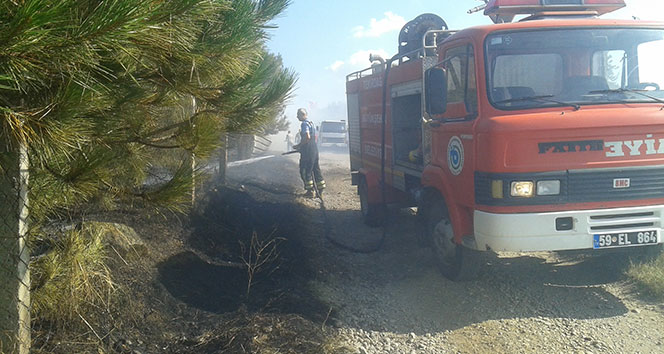 Atatürk Hatıra Ormanı&#039;nda yangın: 400 çam kül oldu