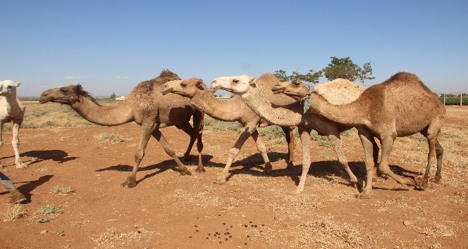 Şanlıurfa’da yetiştirilen kurbanlık develer alıcılarını bekliyor