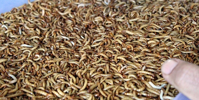 Kilosu 90 liradan alıcı buluyor! Paraya para demeyecek...