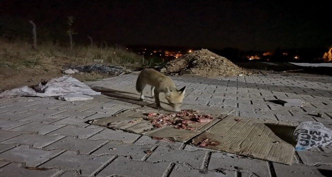 Etin kokusunu alan tilki köye indi