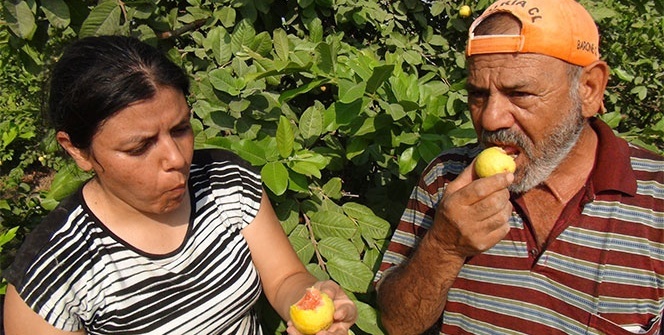 İşte Türkiye’nin ilk guava üreticisi