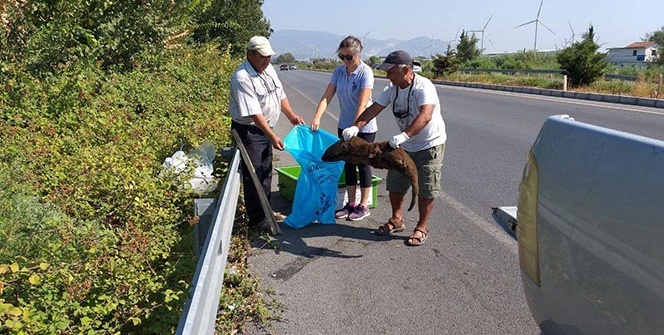 Duyan harekete geçti! Ezilerek telef oldu