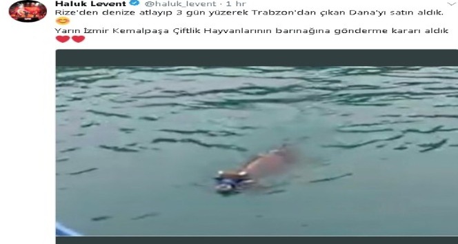 Denizde yüzerken bulunan danayı Haluk Levent satın aldı