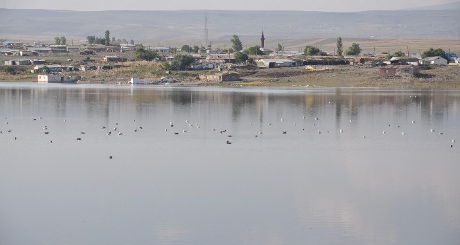 Kars Baraj Gölü yaban hayatına ev sahipliği yapıyor