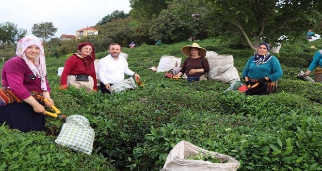 AK Parti Giresun Milletvekili Öztürk’ten  çay üreticilerine destek