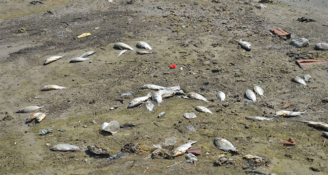 Denizli’de baraj göletinde toplu balık ölümleri