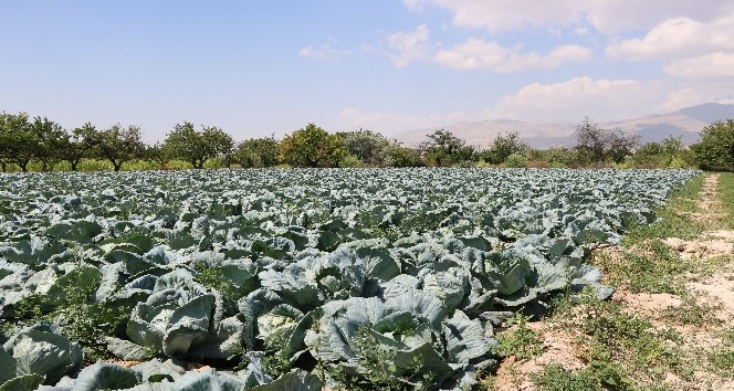 Niğde beyaz lahana üretiminde Türkiye birincisi