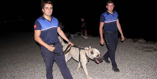Aracın arkasına bağlayıp sürüklenen köpek 'turizm zabıtası' oldu