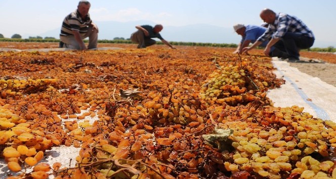Manisa’nın ’kara altın’ı değerini buldu