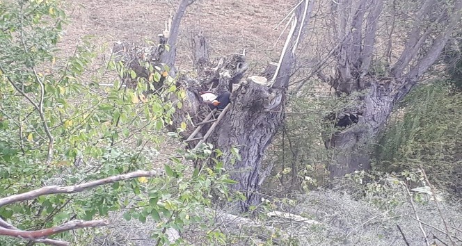 Kestiği ağacın altında kalan şahıs hayatını kaybetti