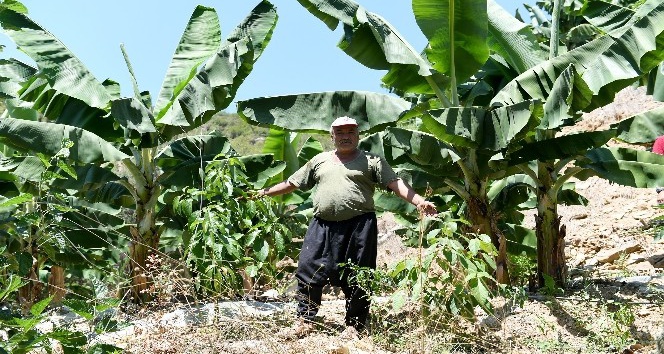 Büyükşehir’den Anamur’lu üreticiye destek