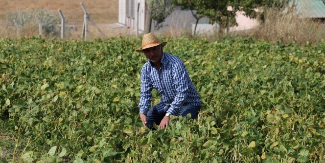 8 kilo ekti 2 ton ürün elde etti