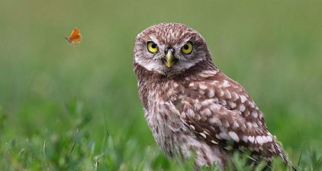 Kukumav kuşunun türü nedir? Kukumav kuşu nedir, neye benzer? 8 Eylül Cumartesi HADİ ipucu sorusunun cevabı ÖĞREN