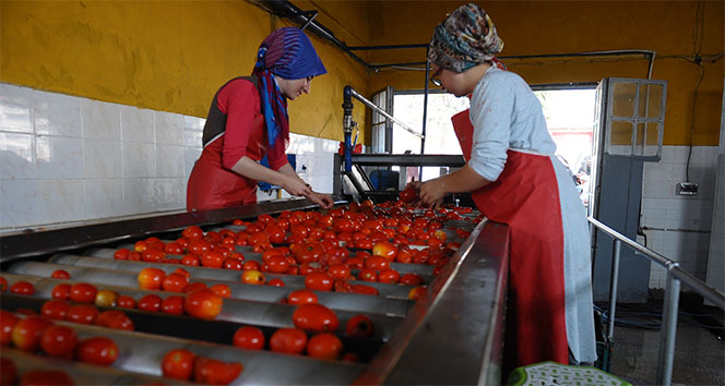 Bu mahallenin tüm kadınları salçacı