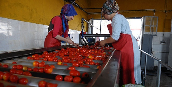 Bu mahallenin tüm kadınları salçacı