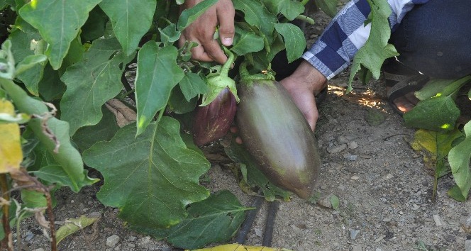 100 yıllık tohumdan üretilen patlıcana büyük ilgi