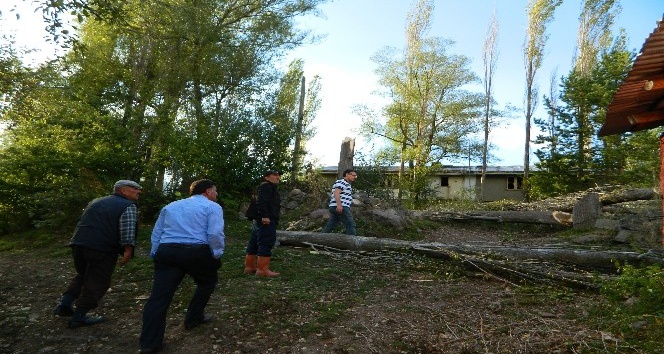 Posof’ta fırtına ağaçları devirdi