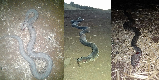 Büyük panik! Halkı korku sardı