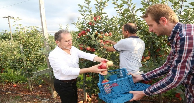 Rektör Yarılgaç, fakültenin uygulama bahçesinde elma hasadına katıldı