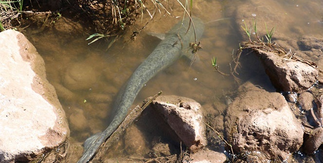 Sivas'ta korkutan görüntü