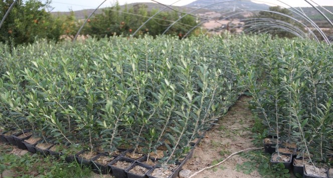 Manisa’da Arbequina çeşidi zeytin fidanına ilgi artıyor