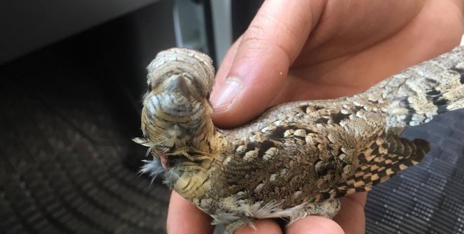 Vatandaşlar buldu! Ne olduğunu anlar anlamaz hemen teslim ettiler