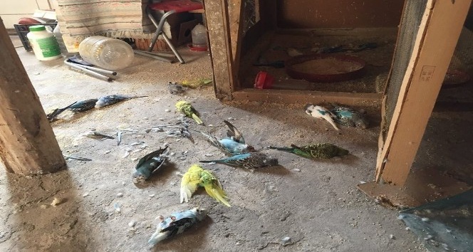 Kümese giren sansar muhabbet kuşlarını öldürdü