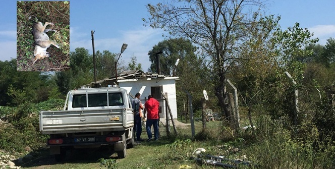 Sokak köpeği vurularak öldürüldü