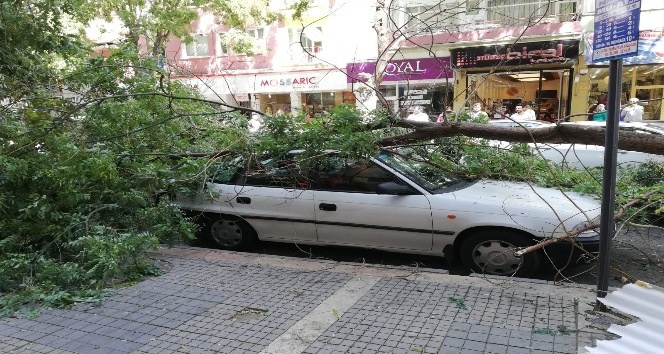 Malatya’da şiddetli fırtına ağaçları devirdi