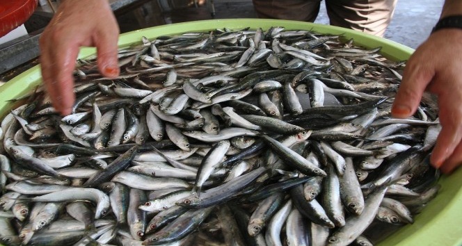 Sağlık kaynağı balığı tüketme zamanı