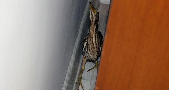 Nesli tükenmekte Hint balıkçıl kuşu, Başakşehir&#039;de bir eve girdi