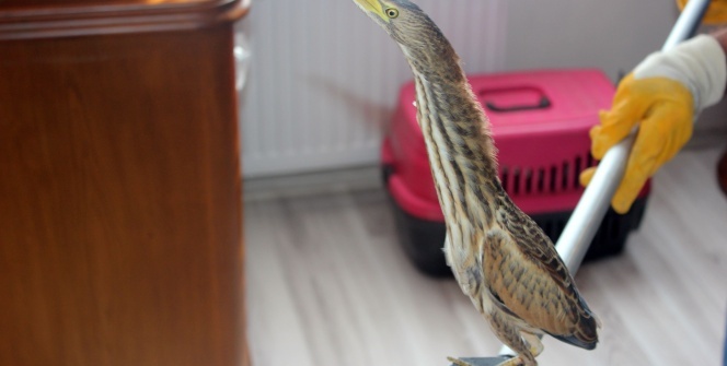 Evde buldu... Ne olduğunu anlayınca hemen telefona koştu!