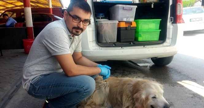 Yaralı köpeğe esnaf sahip çıktı, veteriner tedavisini yaptı