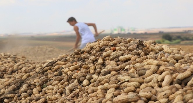 Türkiye’nin yer fıstığı ihtiyacının yüzde 60’ı Adana’dan