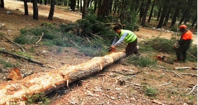 Adana Orman Bölge Müdürlüğü üretim ve satış hedeflerini aştı