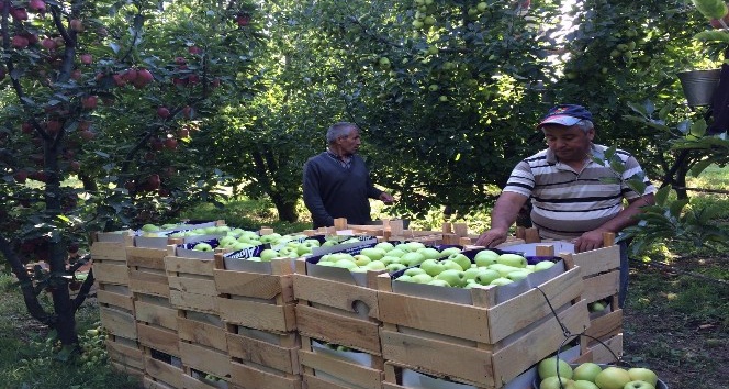 ‘Elmanın Başkenti’ Eğirdir’de 300 bin ton üzeri rekolte beklentisi
