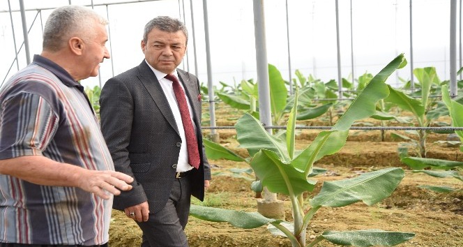 Antalya’da muz üretimi 5 yılda yüzde 177 arttı