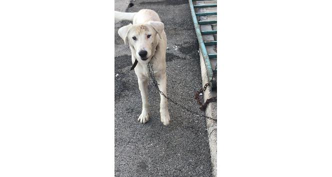 Altındağ Belediyesinin şefkatli eli bir sokak köpeğini daha kurtardı