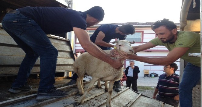 Tosya’da Genç Çiftçilere 96 Koyun 6 Koç Dağıtıldı