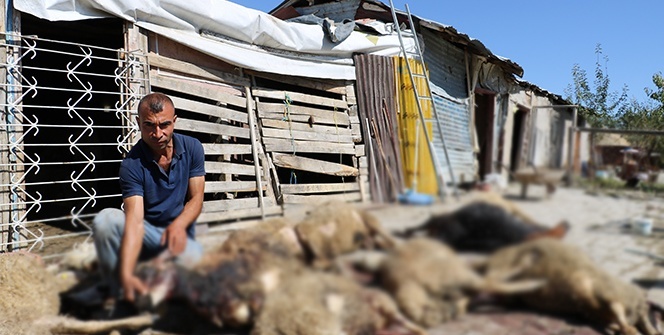 Hepsi sabaha karşı bu halde bulundu! Sahibi şoke oldu