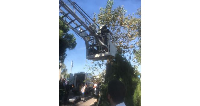 Kozalak toplarken akıma kapılan genç öldü