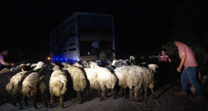 Tunceli’de kamyon devrildi, 12 hayvan telef oldu