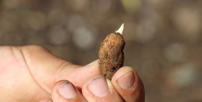 Hollandalılar laleden sonra bu bitkinin peşinde!