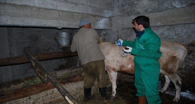 Trabzon’da şap hastalığına karşı 132 bin 576 büyükbaş hayvan aşılanacak