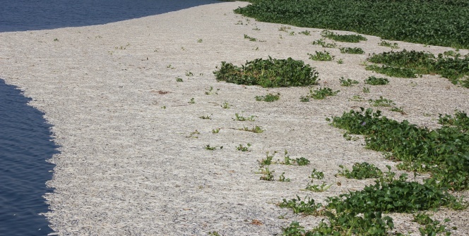 Felaket! Binlerce...