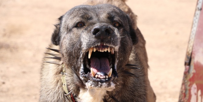 Anlaşma sağlandı! Gidiyorlar...