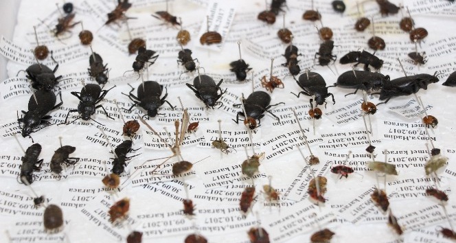 10 yılda 100 bin böcek toplayarak ’Böcek Müzesi’ yaptılar