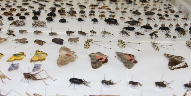 Türkiye'nin her yerinden topladılar! 10 yılda tam 100 bin adet...