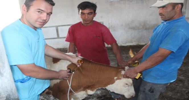 Iğdır’da şap aşılama kampanyası